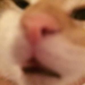 Meet your Posher, Haylie